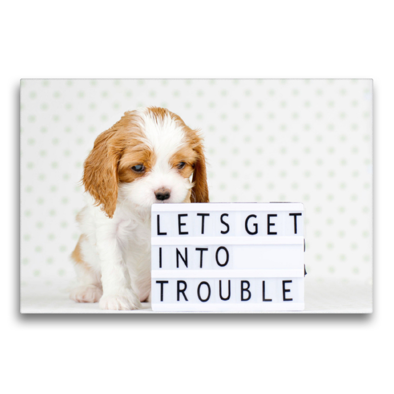 Lets get into trouble - Frecher Cavalier King Charles Spaniel