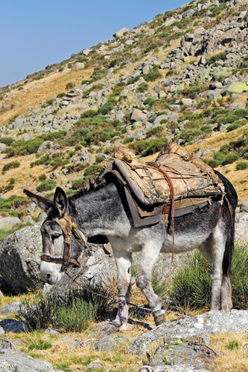 Esel in der Sierra de Gredos (Spanien)