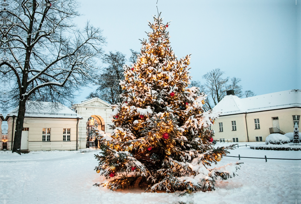 Zu Weihnachten leuchtet der Weihnachtsbaum vor dem Schloß