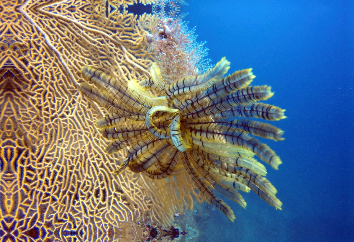 Federstern Raja Ampat