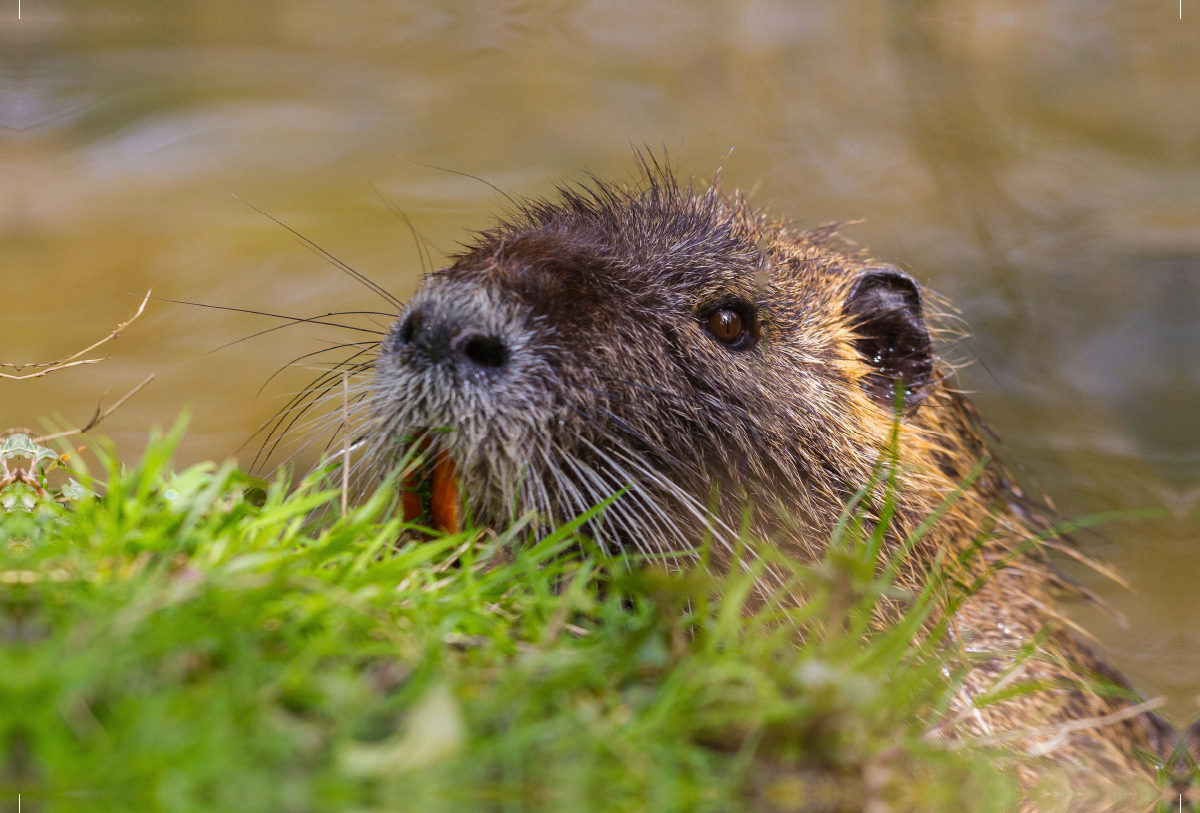 Sumpfbiber (Nutria)