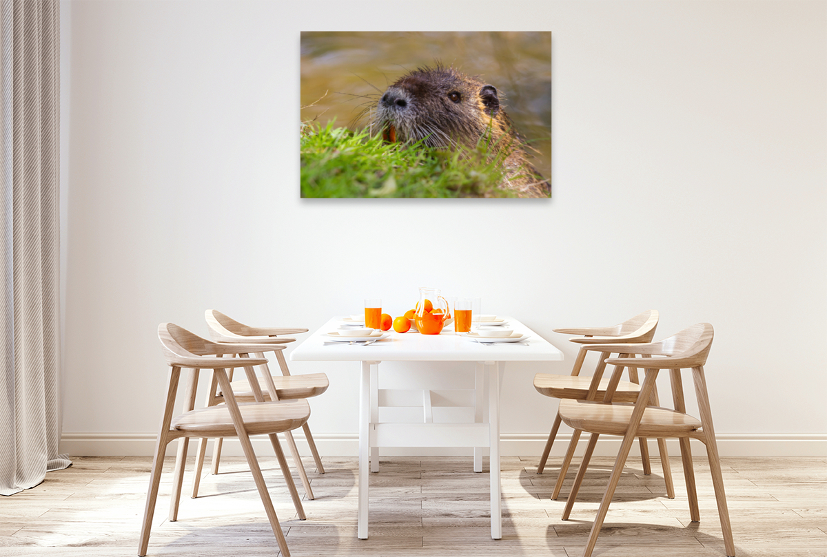 Sumpfbiber (Nutria)