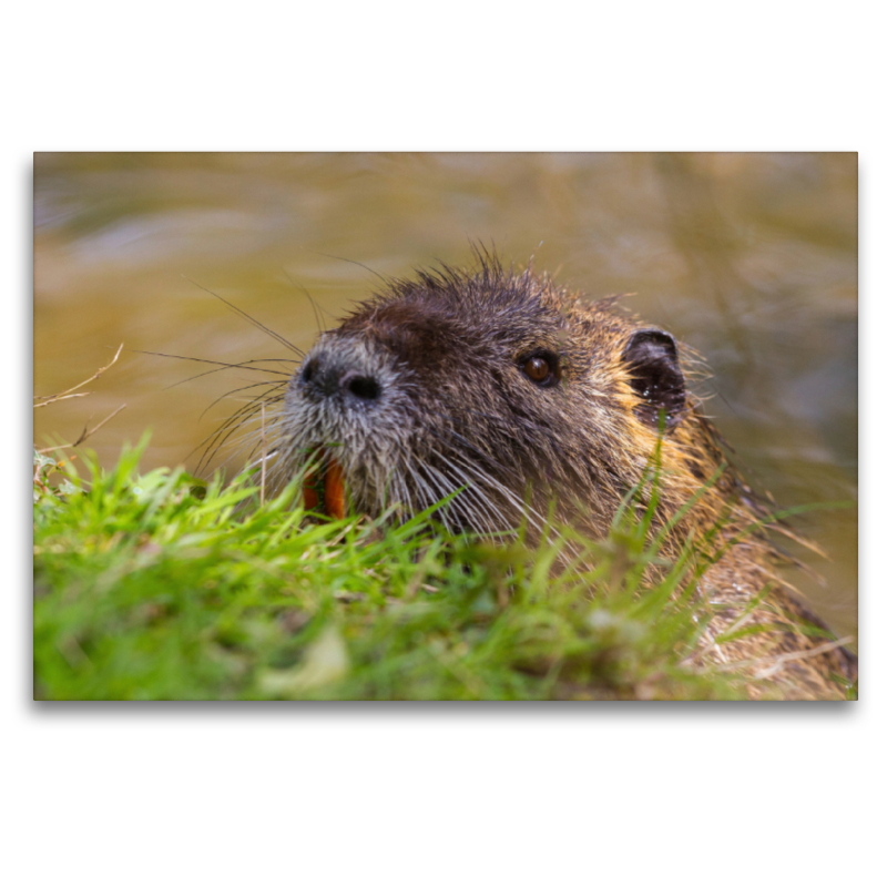 Sumpfbiber (Nutria)