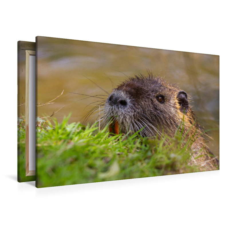 Sumpfbiber (Nutria)