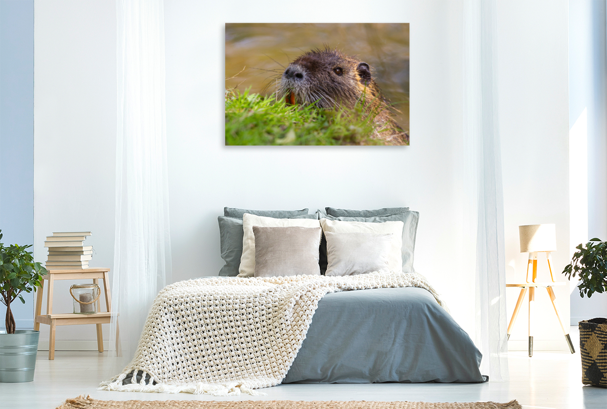 Sumpfbiber (Nutria)