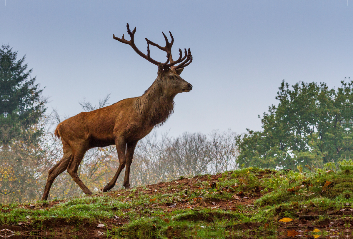 Rothirsch (Cervus elaphus)