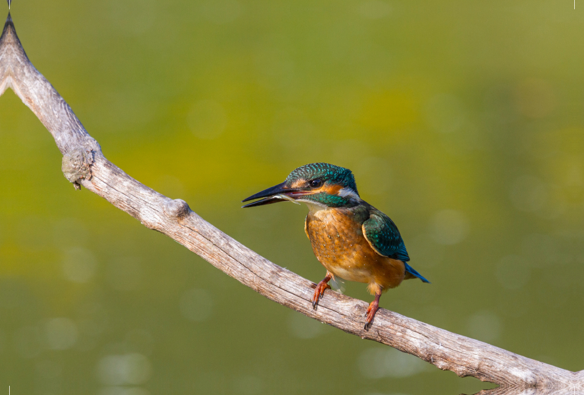 Europäischer Eisvogel (Alcedo atthis)