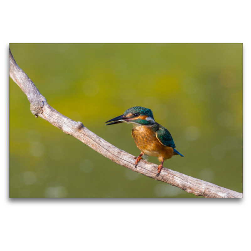 Europäischer Eisvogel (Alcedo atthis)