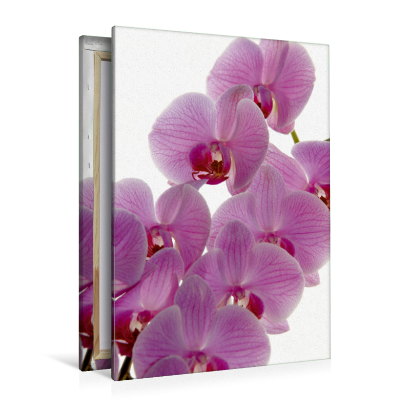 Phalaenopsis