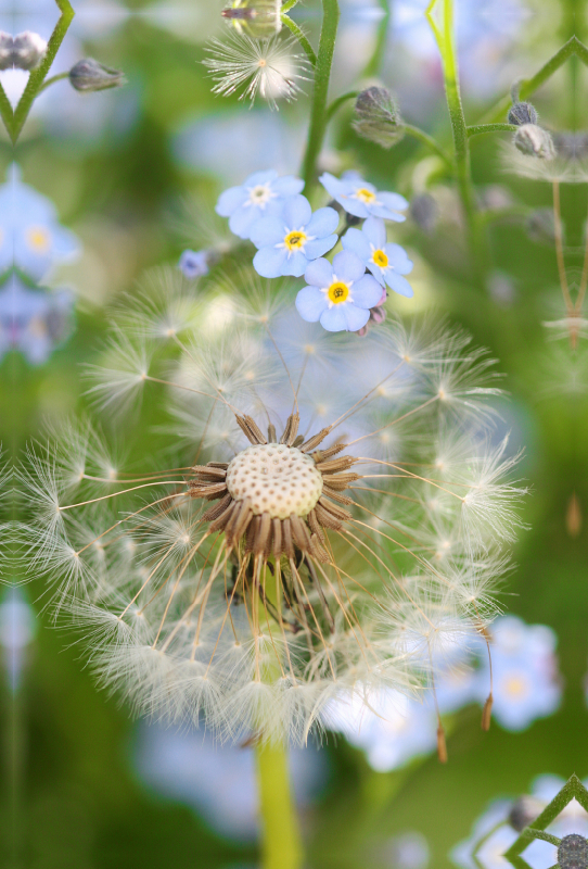 Pusteblume mit Vergissmeinnicht