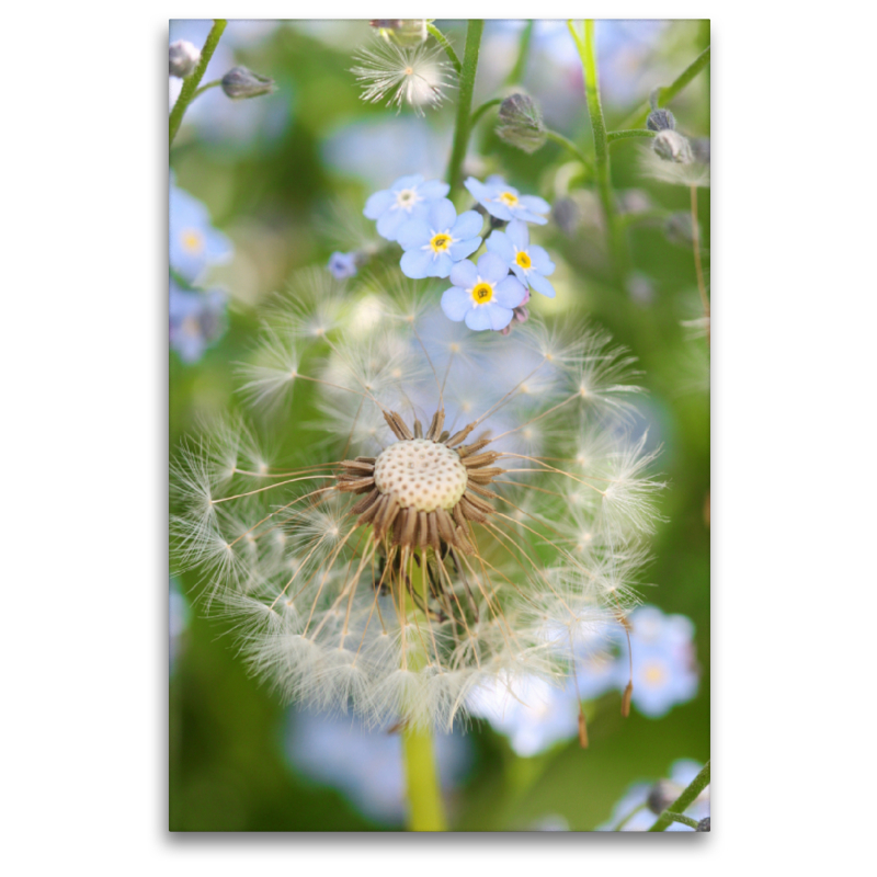 Pusteblume mit Vergissmeinnicht