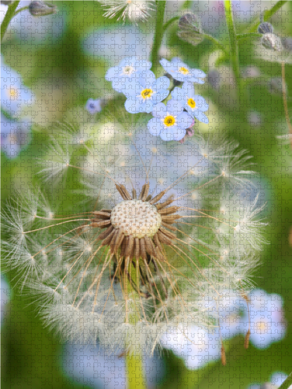 Pusteblume mit Vergissmeinnicht