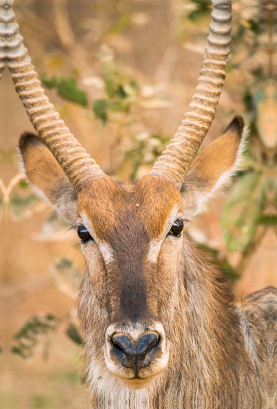 Kapitaler Wasserbock