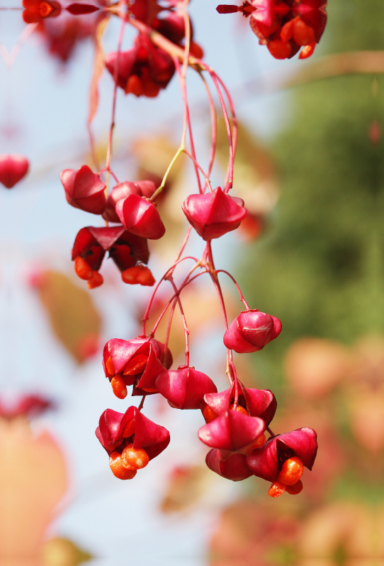 Pfaffenhütchen, Euonymus europaeus