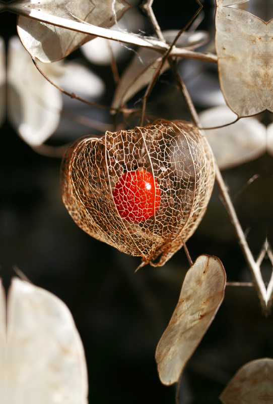 Physalis, reife Frucht