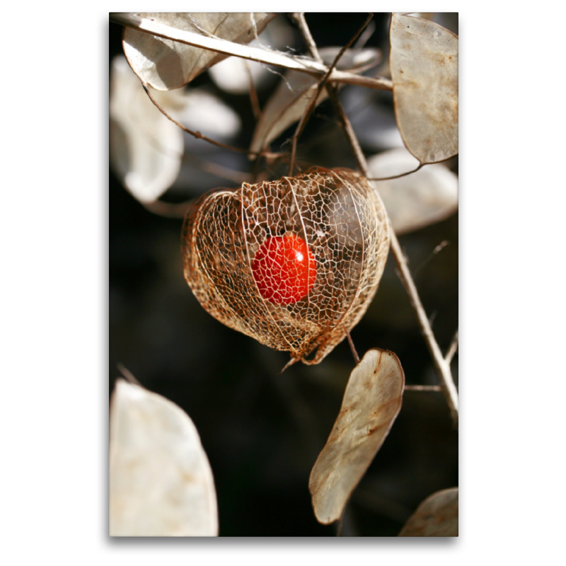 Physalis, reife Frucht