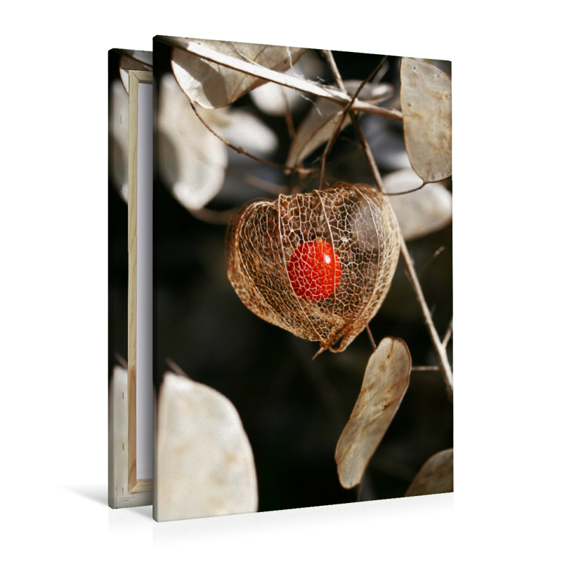 Physalis, reife Frucht