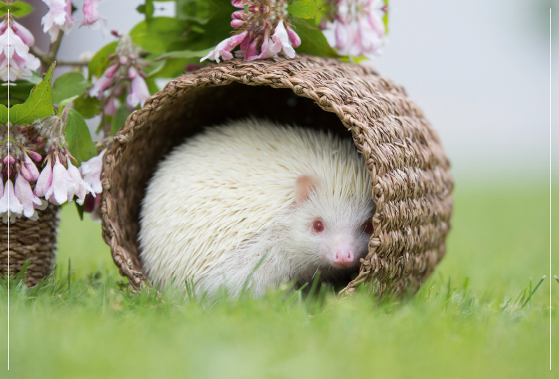 Afrikanischer Weißbauchigel im Versteck