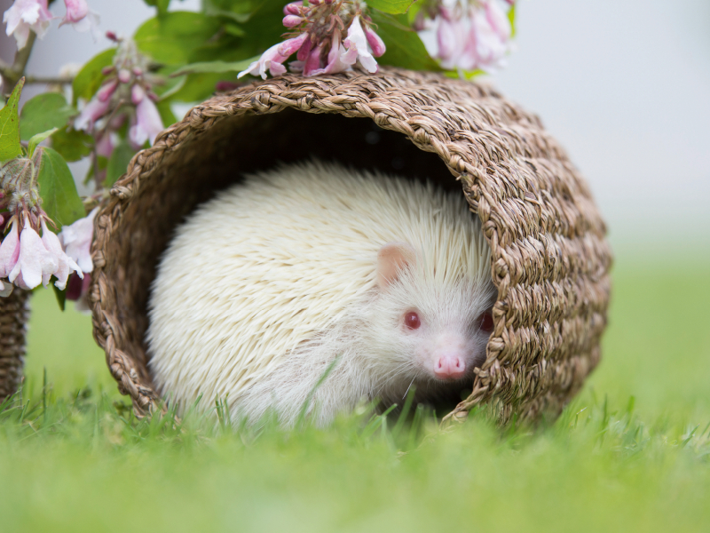 Afrikanischer Weißbauchigel im Versteck