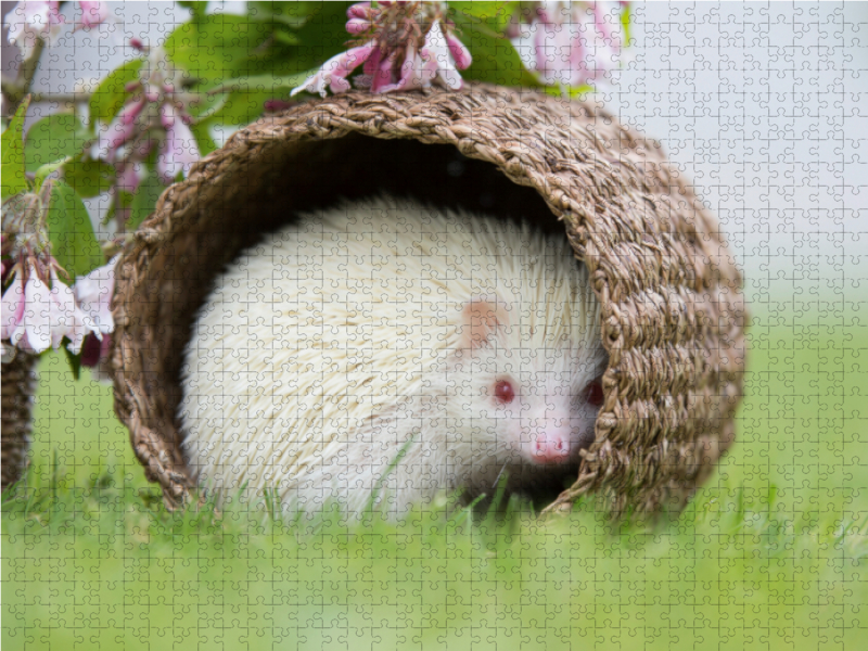 Afrikanischer Weißbauchigel im Versteck