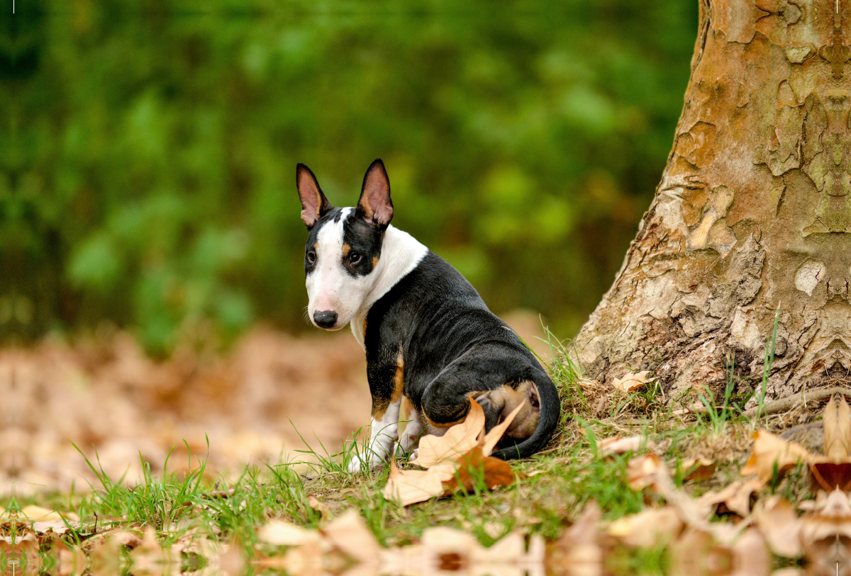 Bulllterrierwelpe sitzt an einem Baum