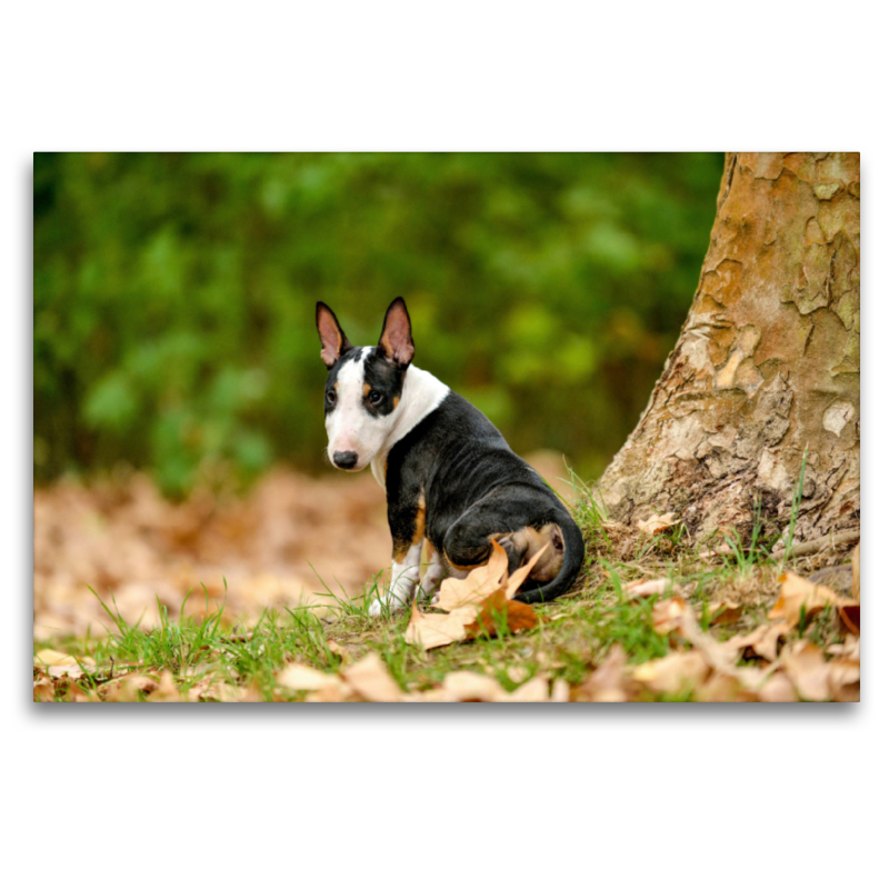 Bulllterrierwelpe sitzt an einem Baum