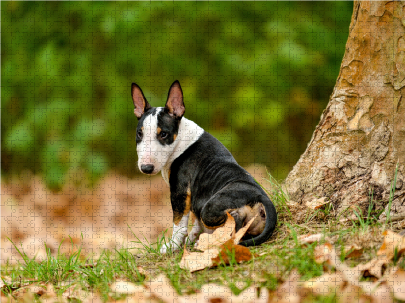 Bulllterrierwelpe sitzt an einem Baum