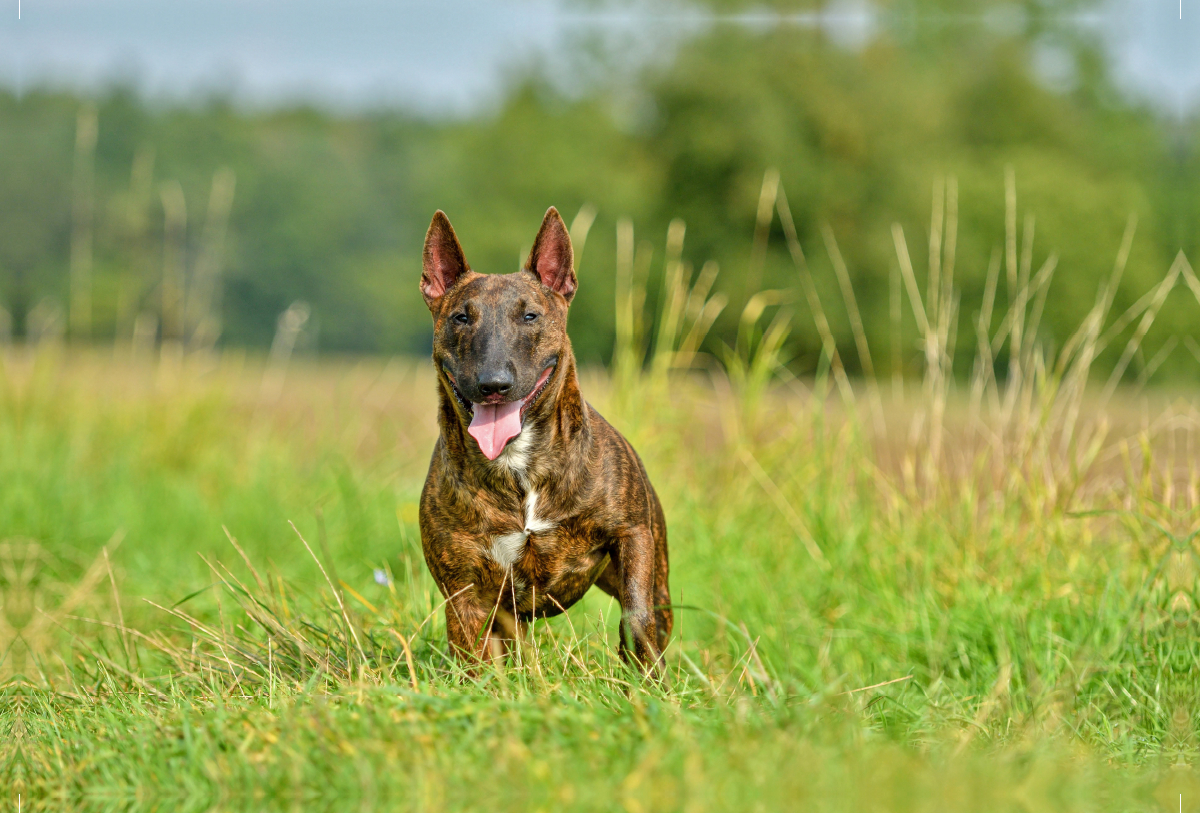 Bullterrier steht im Gras