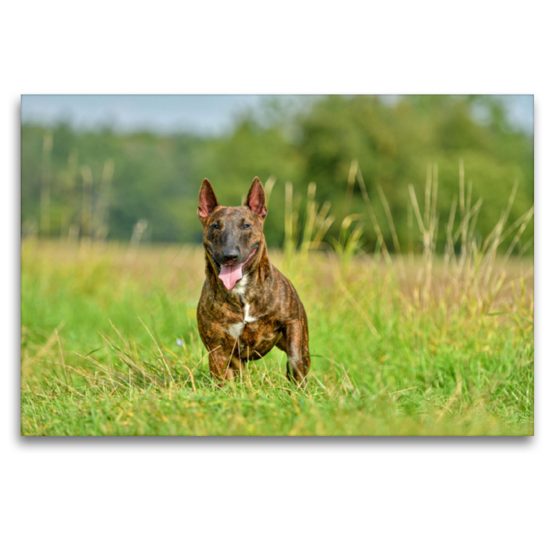 Bullterrier steht im Gras