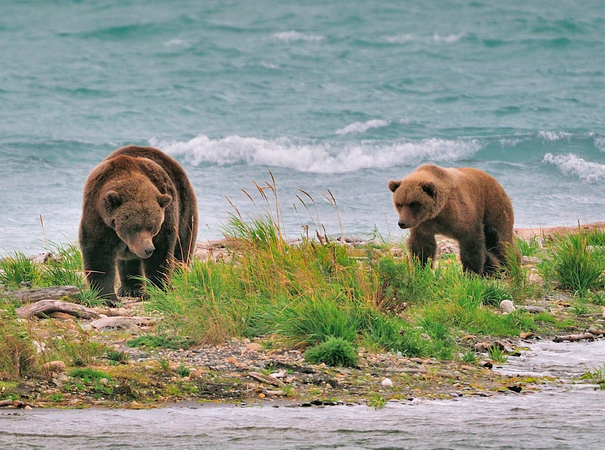 Braunbären, Katmai National Park