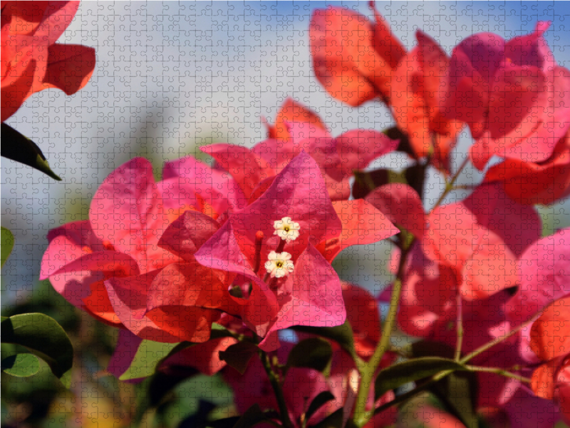 bougainvillea