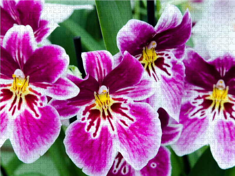 Miltonia Orchideen