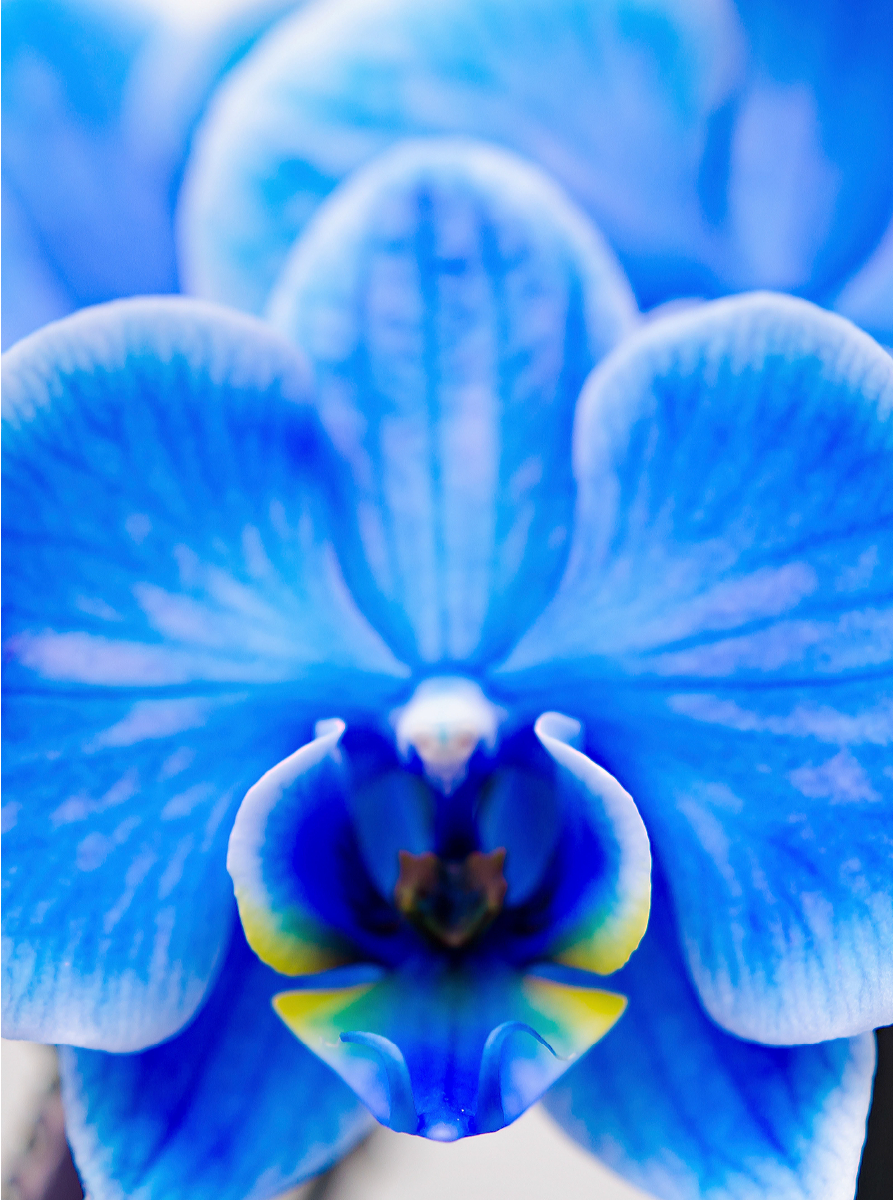 Blau Phalaenopsis