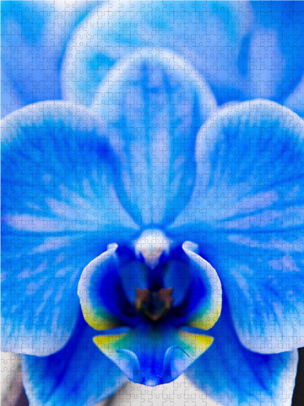 Blau Phalaenopsis