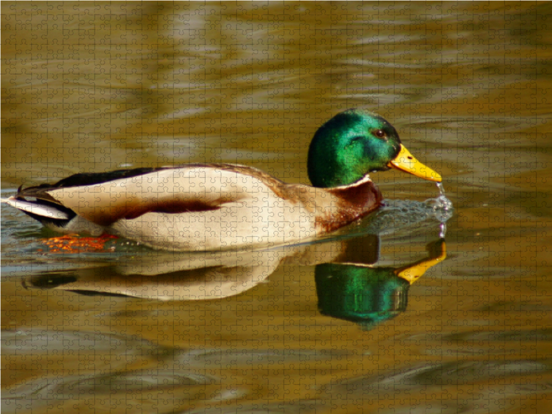 Stockente (Anas platyrhynchos) männlich