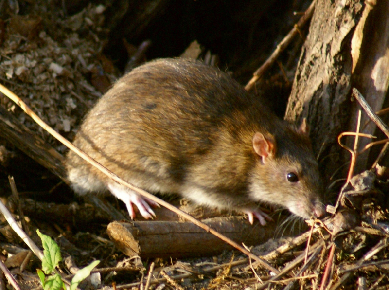 Wanderratte (Rattus norvegicus)