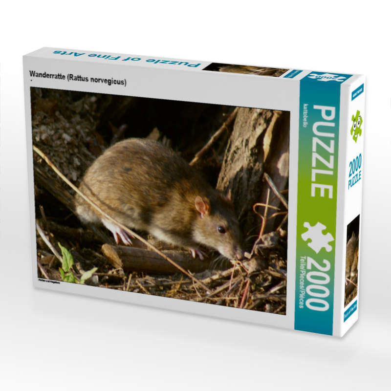 Wanderratte (Rattus norvegicus)