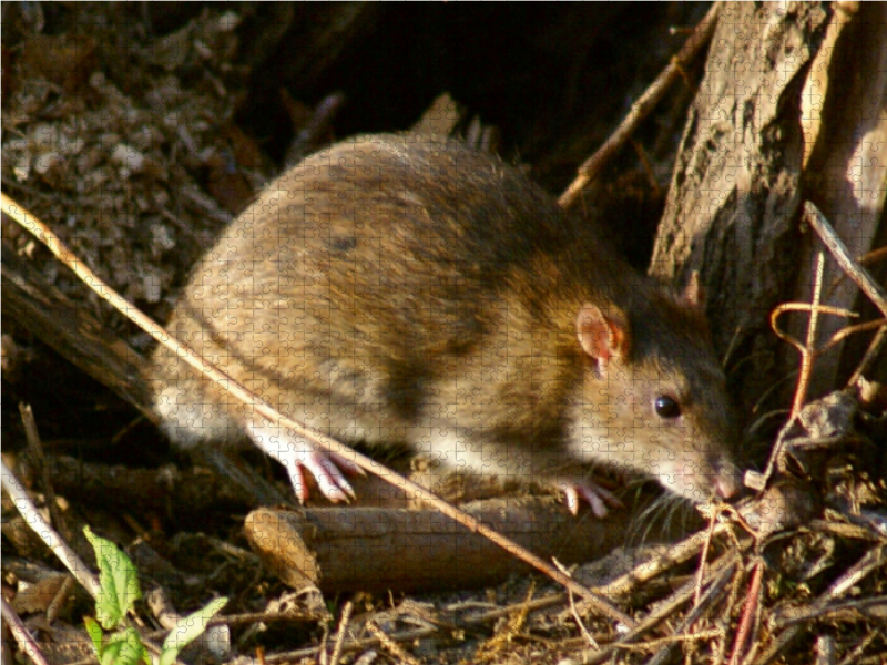 Wanderratte (Rattus norvegicus)