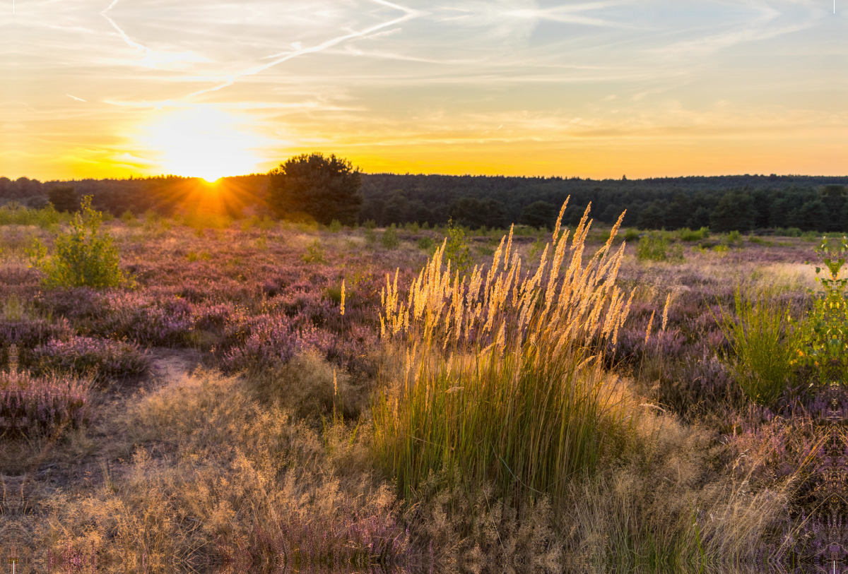 Sonnenuntergang in der Mehlinger Heide