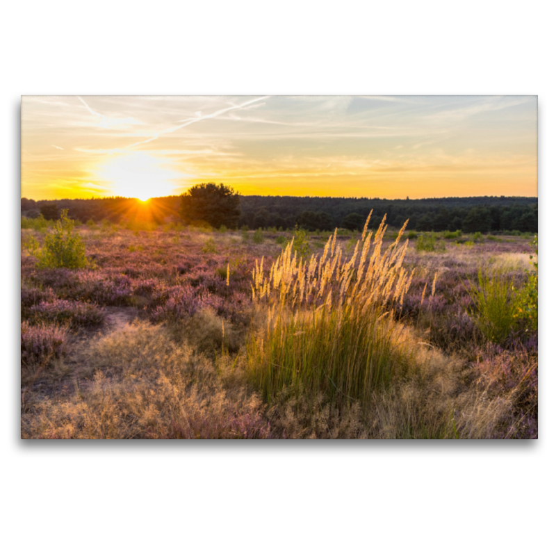 Sonnenuntergang in der Mehlinger Heide