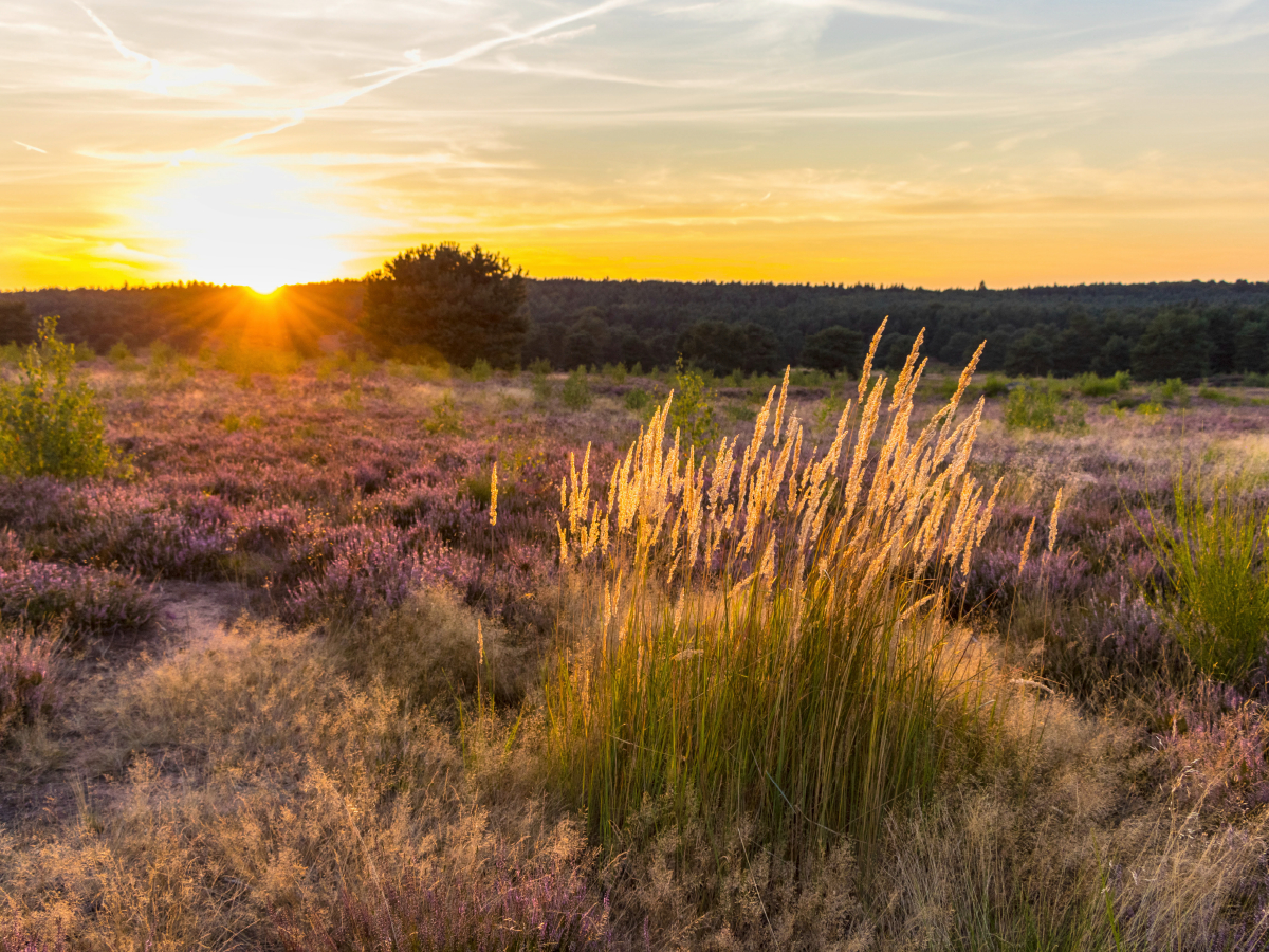 Sonnenuntergang in der Mehlinger Heide