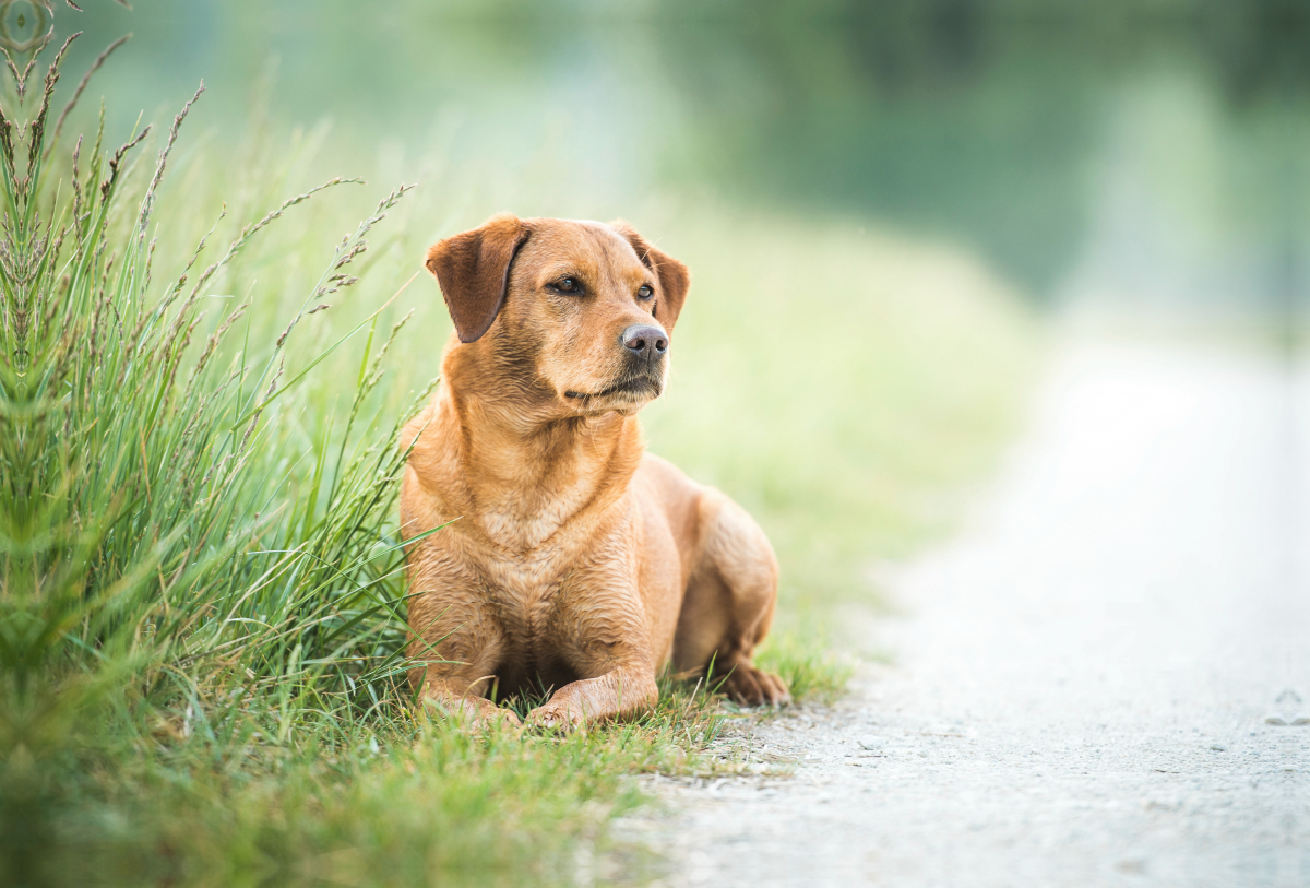 Foxred Labrador im Gras