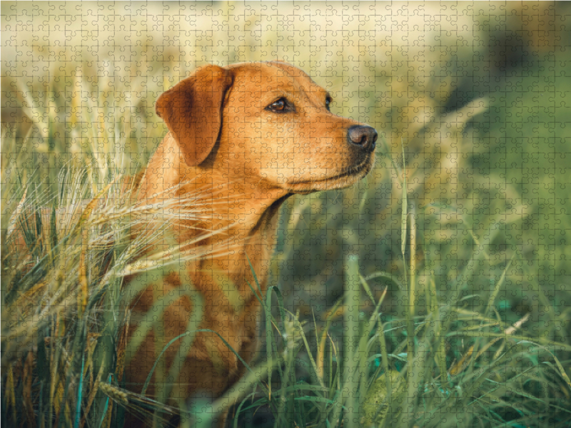 Labrador foxred im Kornfeld