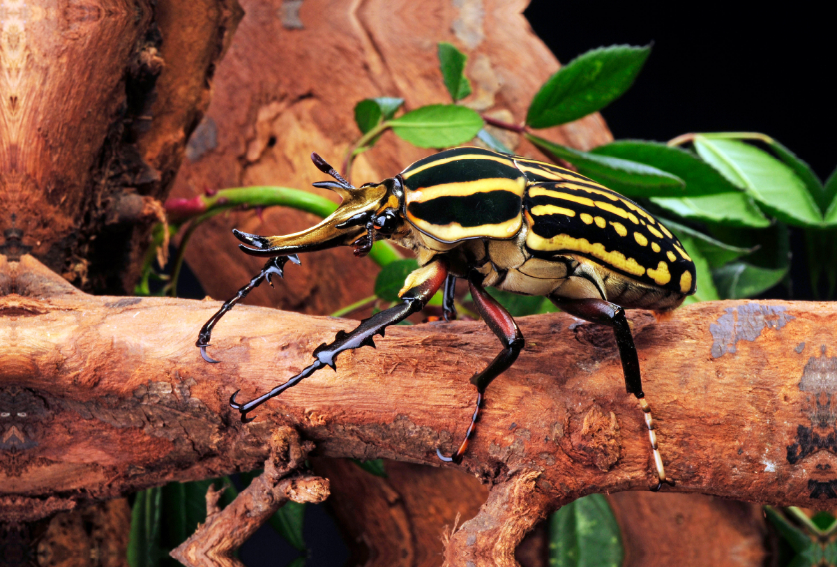 Ein Motiv aus dem Kalender Krabbeltiere Rosenkäfer (Mecynorrhina savagei)