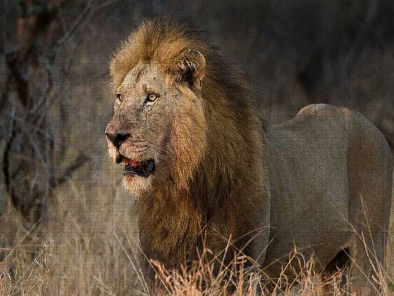 Afrikas Tiere im Fokus