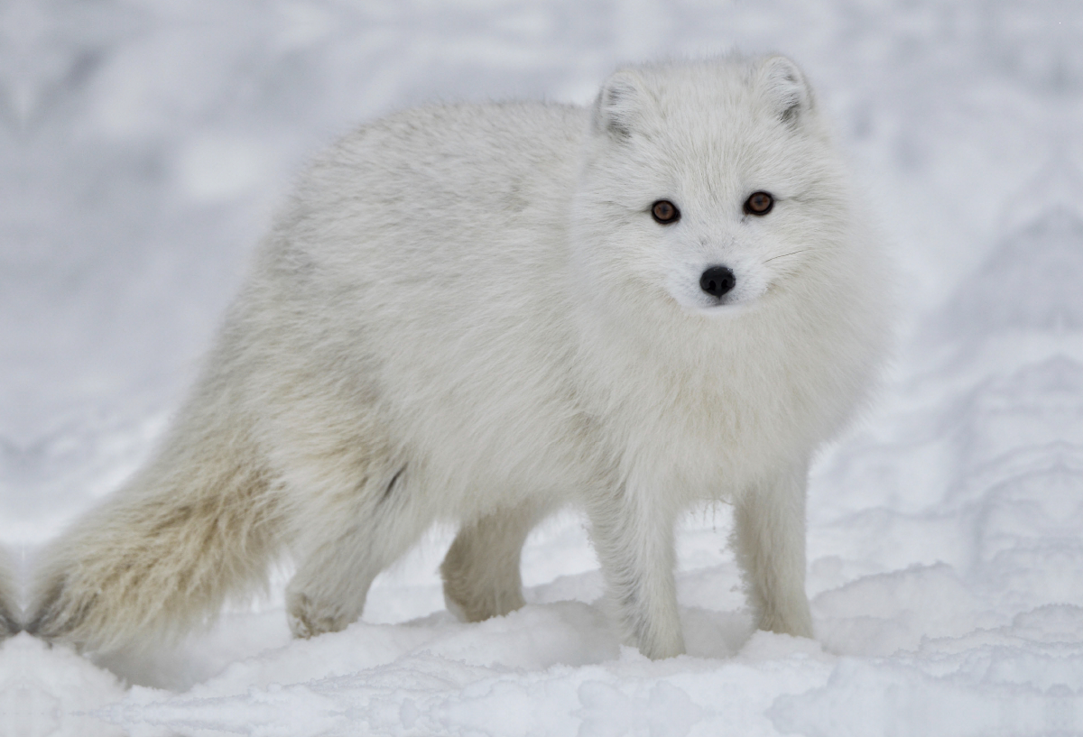 Ein traumhaftes Foto eines Polarfuchs wildlife im Winter auf Island