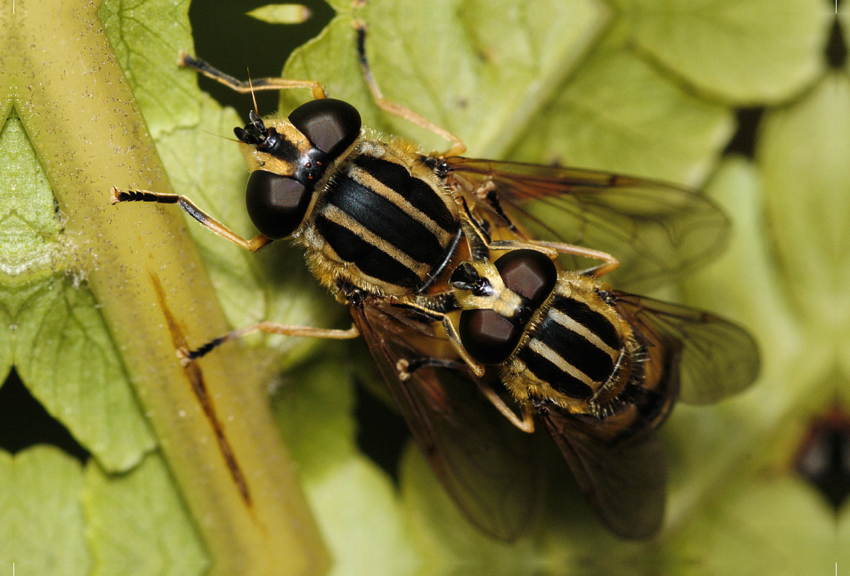 Die gemeine Sumpfschwebfliege bei der Paarung