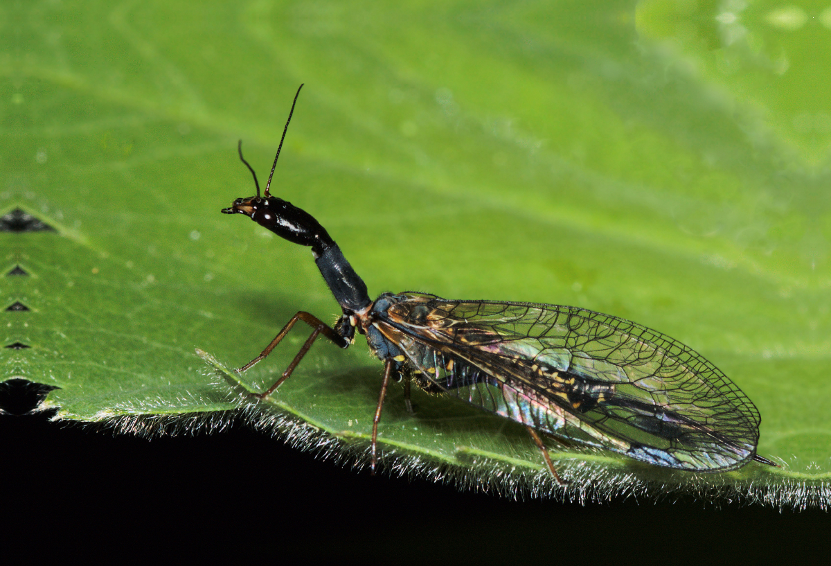 Die Kamelhalsfliege, eine Schönheit der Natur