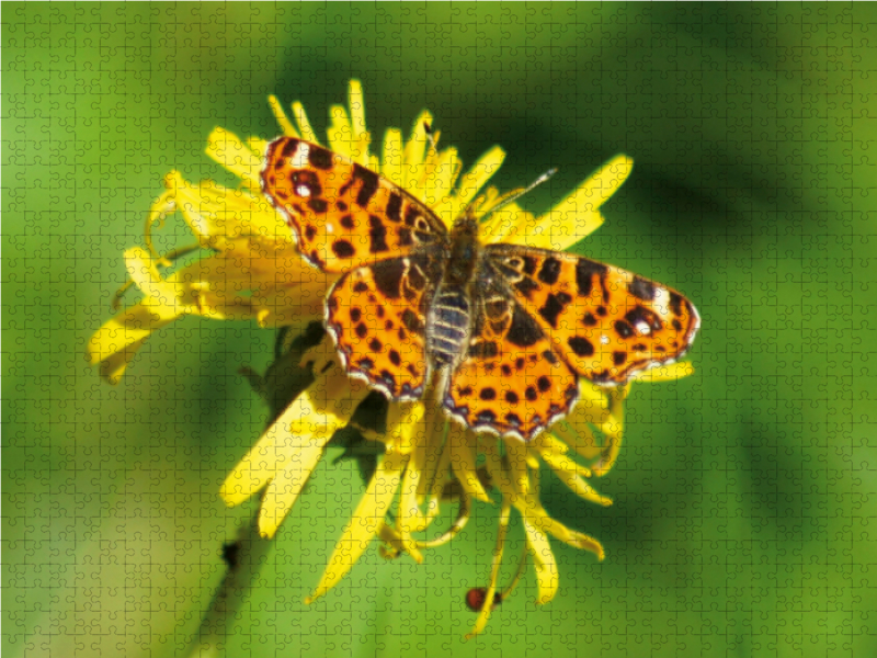 Landkärtchen auf Löwenzahn