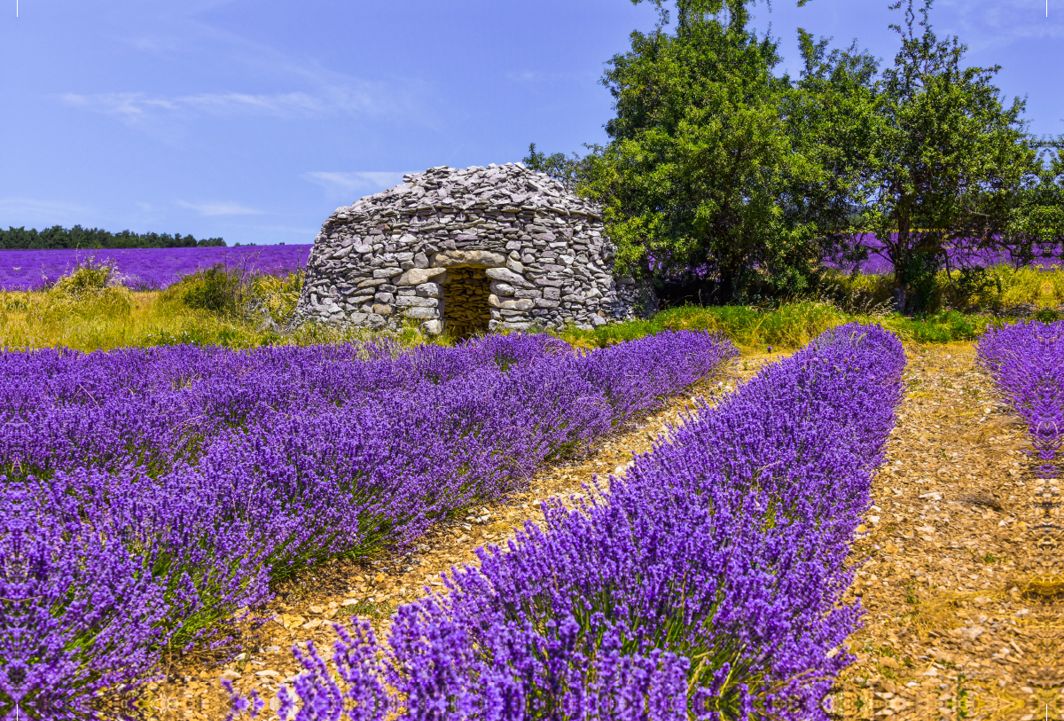 Lavendefeld mit Steinhütte